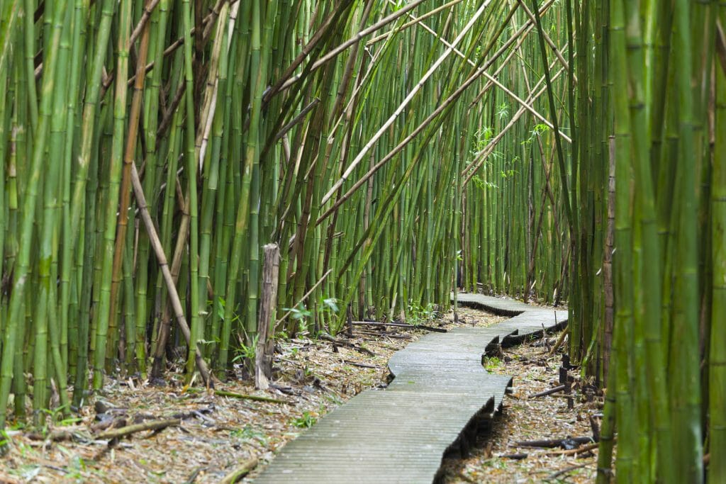 Large bamboo grove with pathway through it. The bamboo has not been maintained for many many years and has several dead canes leaning over.