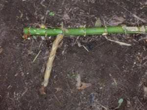 bamboo rhizome with a new bud splitting off from the main branch.