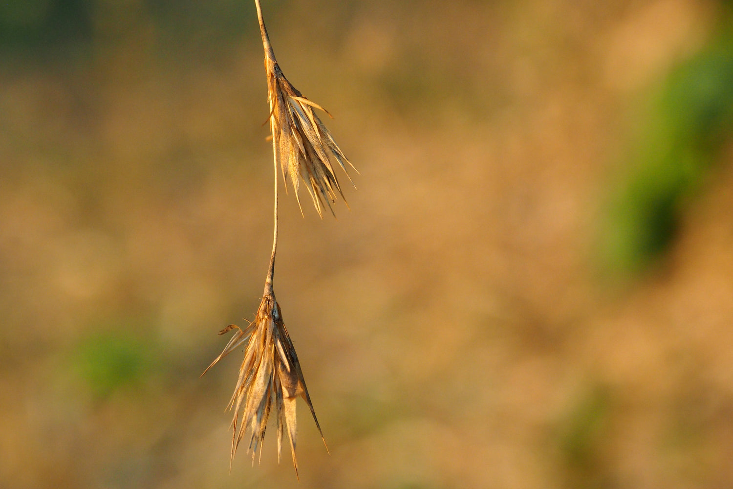 Bamboo limb weeping from weight of seeds/flowers