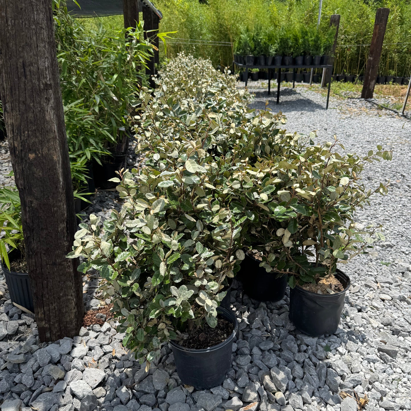 Silverberry Shrub