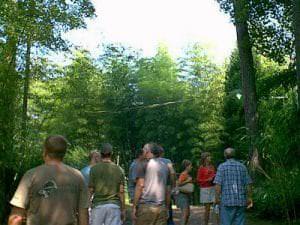 We hosted the American Bamboo Society one year, this is some of the members touring our nursery.