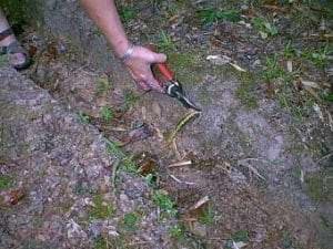 Root pruning bamboo example. Rhizome sticking out from established trench being cut with hand clippers.