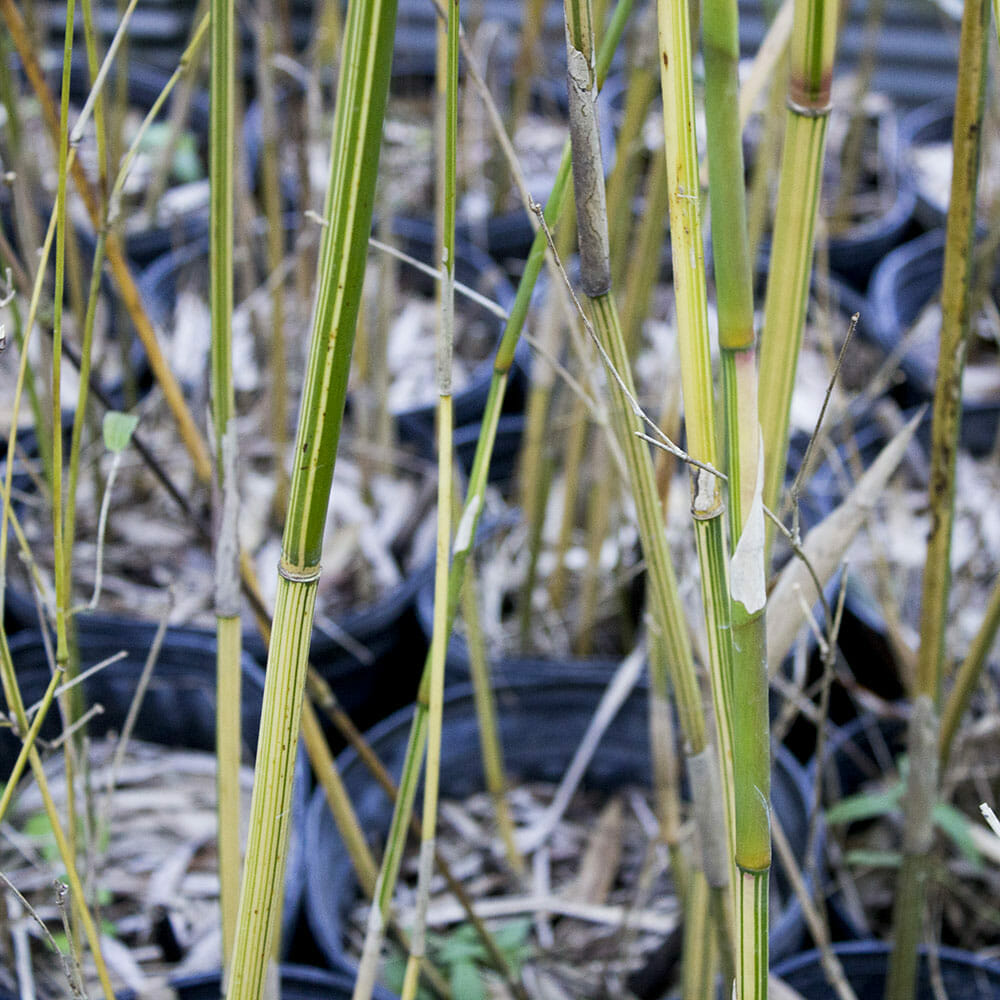 Alphonse Karr Closeup canes. bright yellow and green stripes. slender canes.