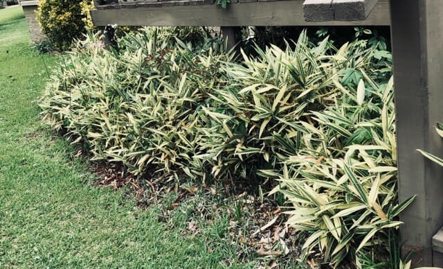 Albostriata in shade conditions.