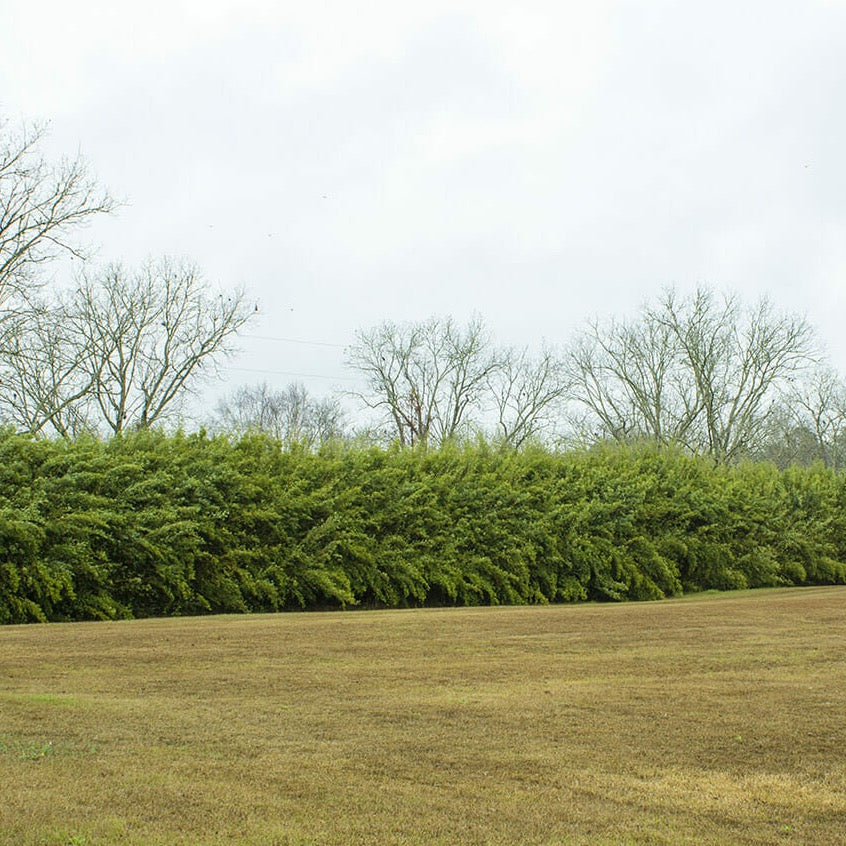 Large Alphonse Karr Grove. medium height. dense, hedge style bamboo screen.