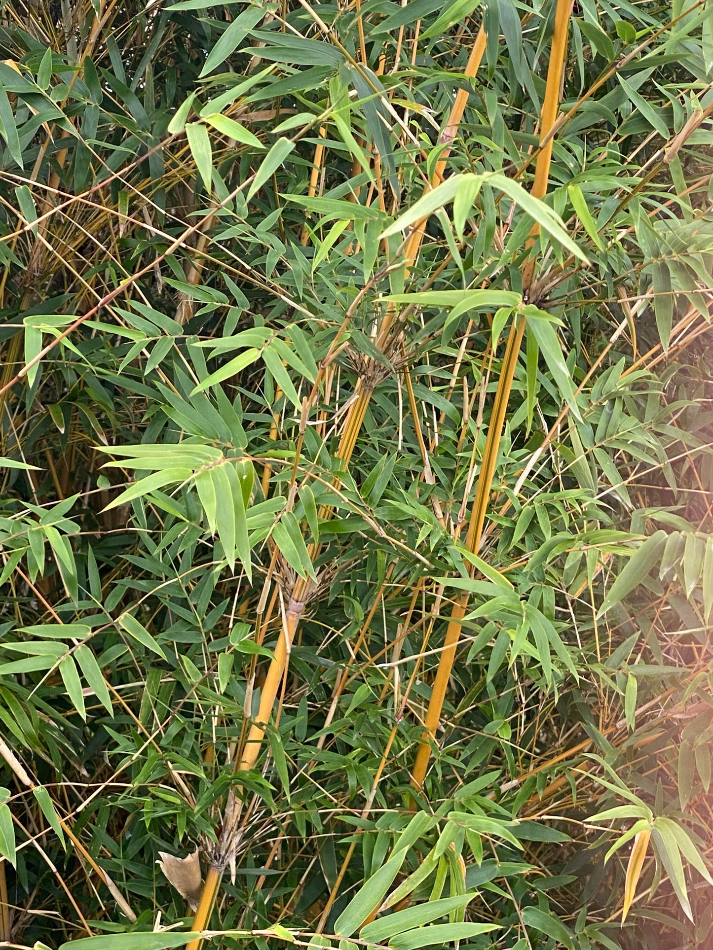 Close up picture of limpb formation on Alphonse Karr