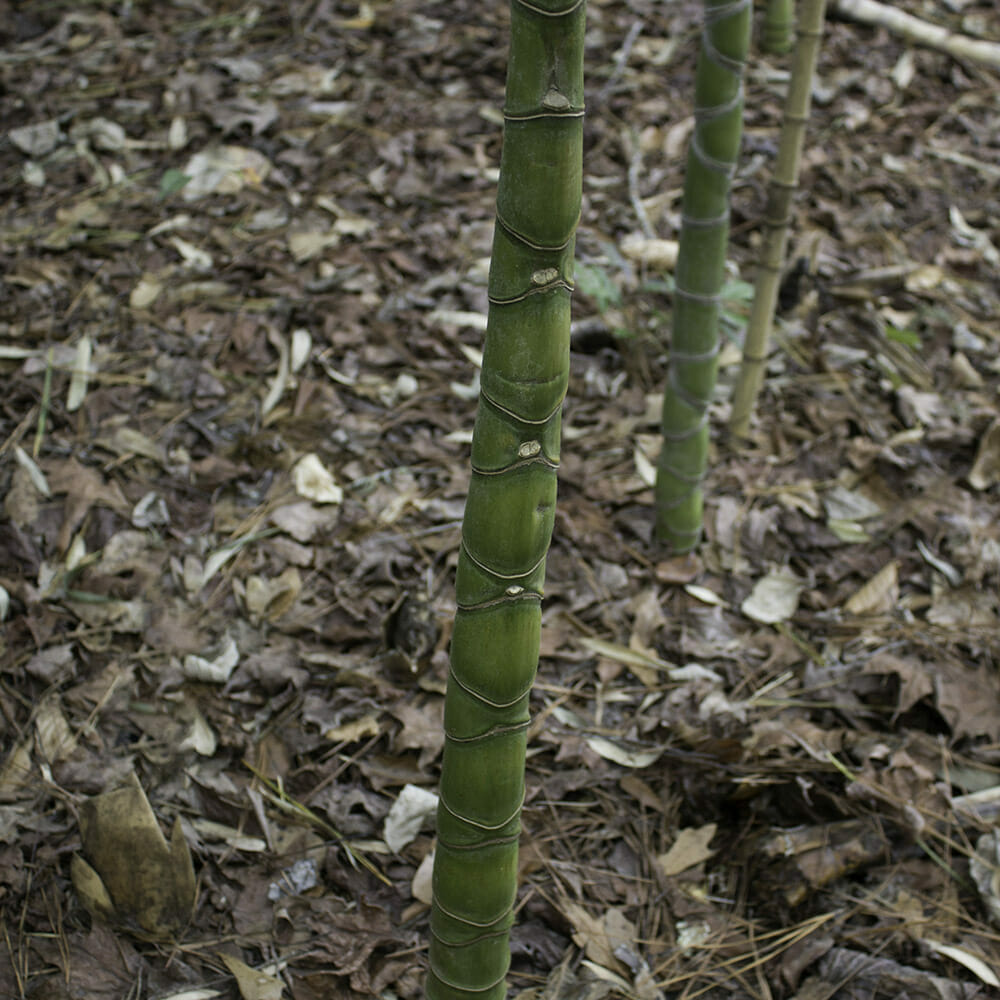 upclose imagine of cane. variations in nodal length.