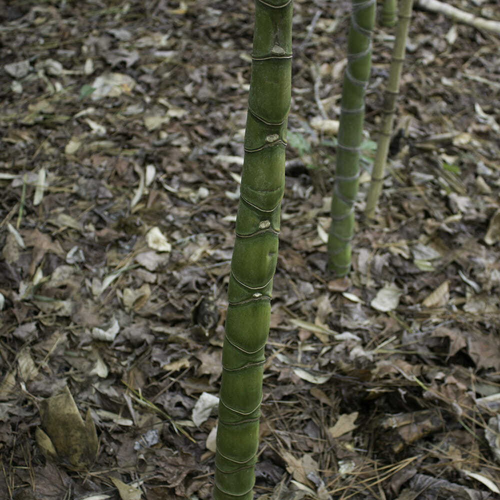upclose imagine of cane. variations in nodal length. 