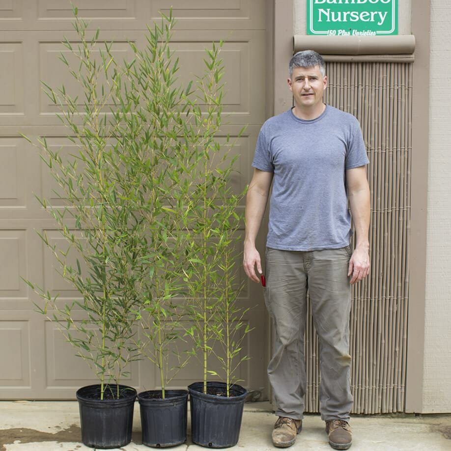 nursery containers 6' bamboo. lush, green foliage.