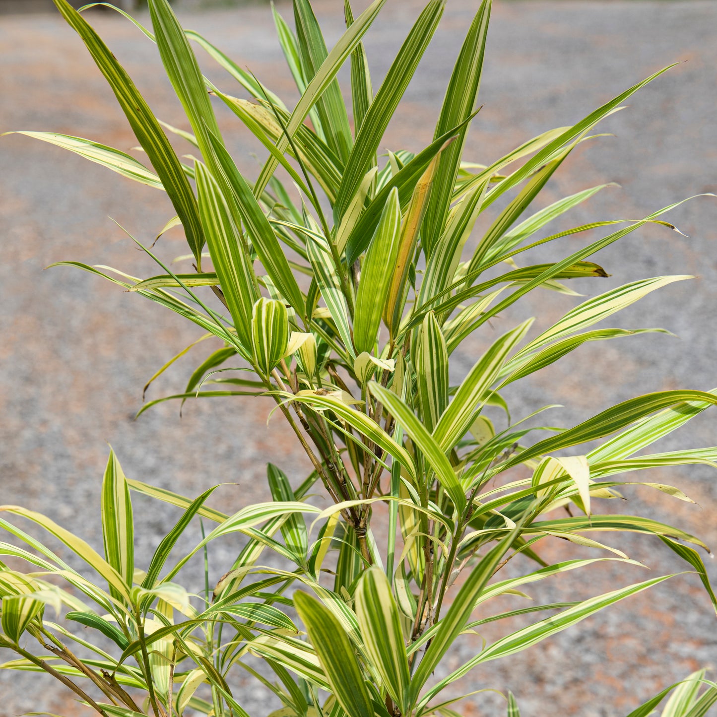 Upclose image of Albostriata. Green foliage with light yellow variegation.