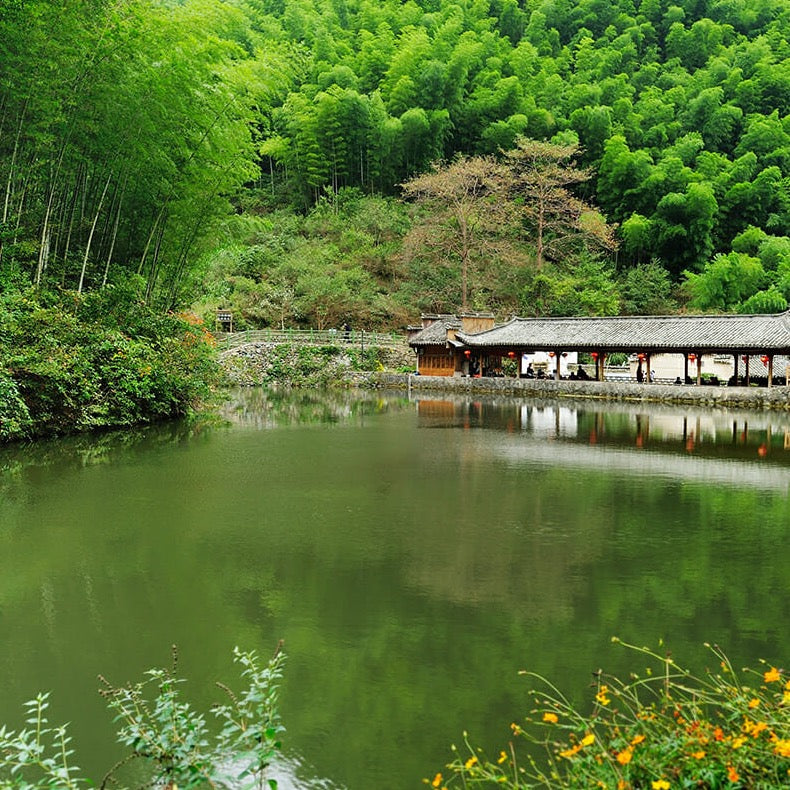 Bamboo-Forest Pavilion Moso Bamboo