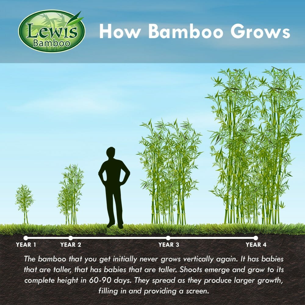 Giant Leaf Bamboo