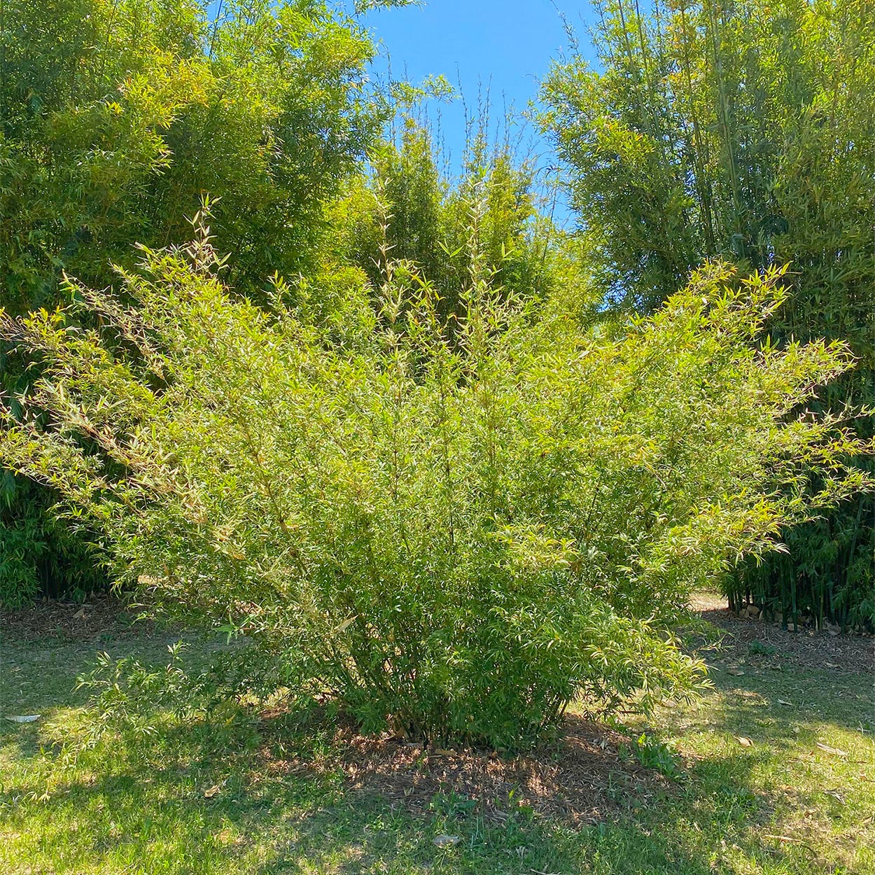 Bamboo grove of silverstripe. clumping. bright green foliage. 