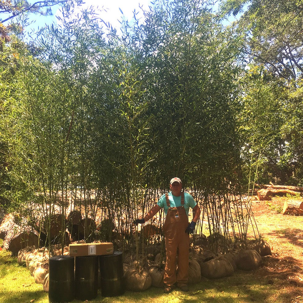 10'-15' Feet Tall Bamboo (15 Gallon)