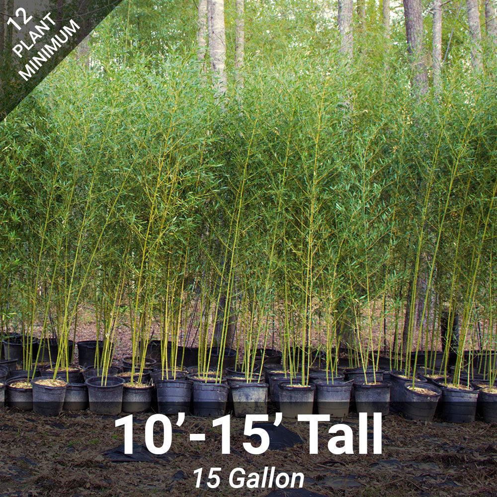 potted bamboo plant 10'-15' Feet Tall Bamboo (15 Gallon)