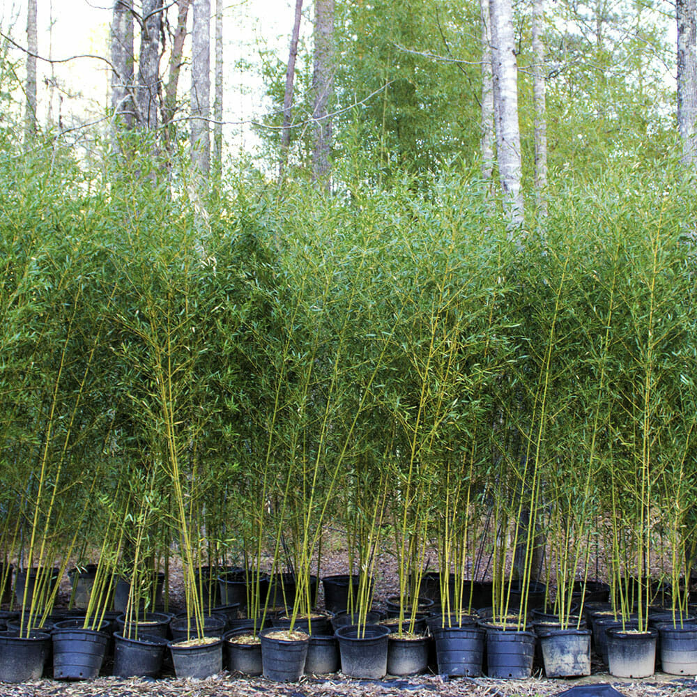 15'-25' Feet Tall Bamboo (30 Gallon)