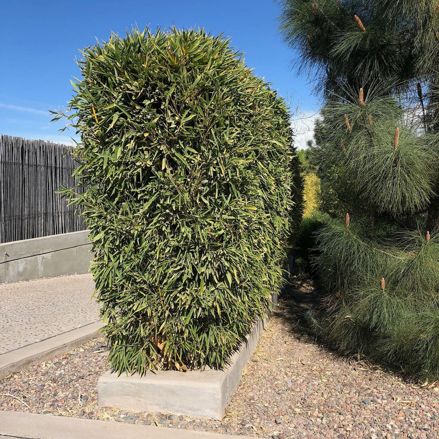 Green Bissetii Bamboo hedge sideview. Tall. Thick.