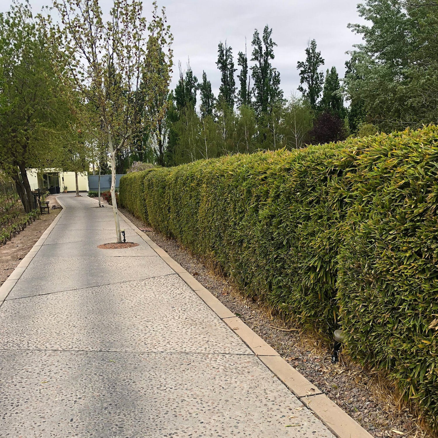 Green bissetii bamboo cut in hedge style along a sidewalk