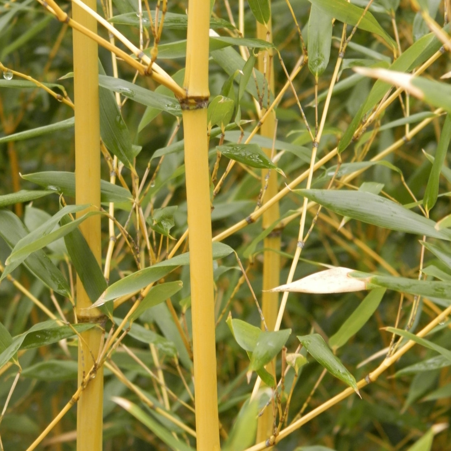 Upclose image of cane and foliage. bright yellow cane with green foliage.