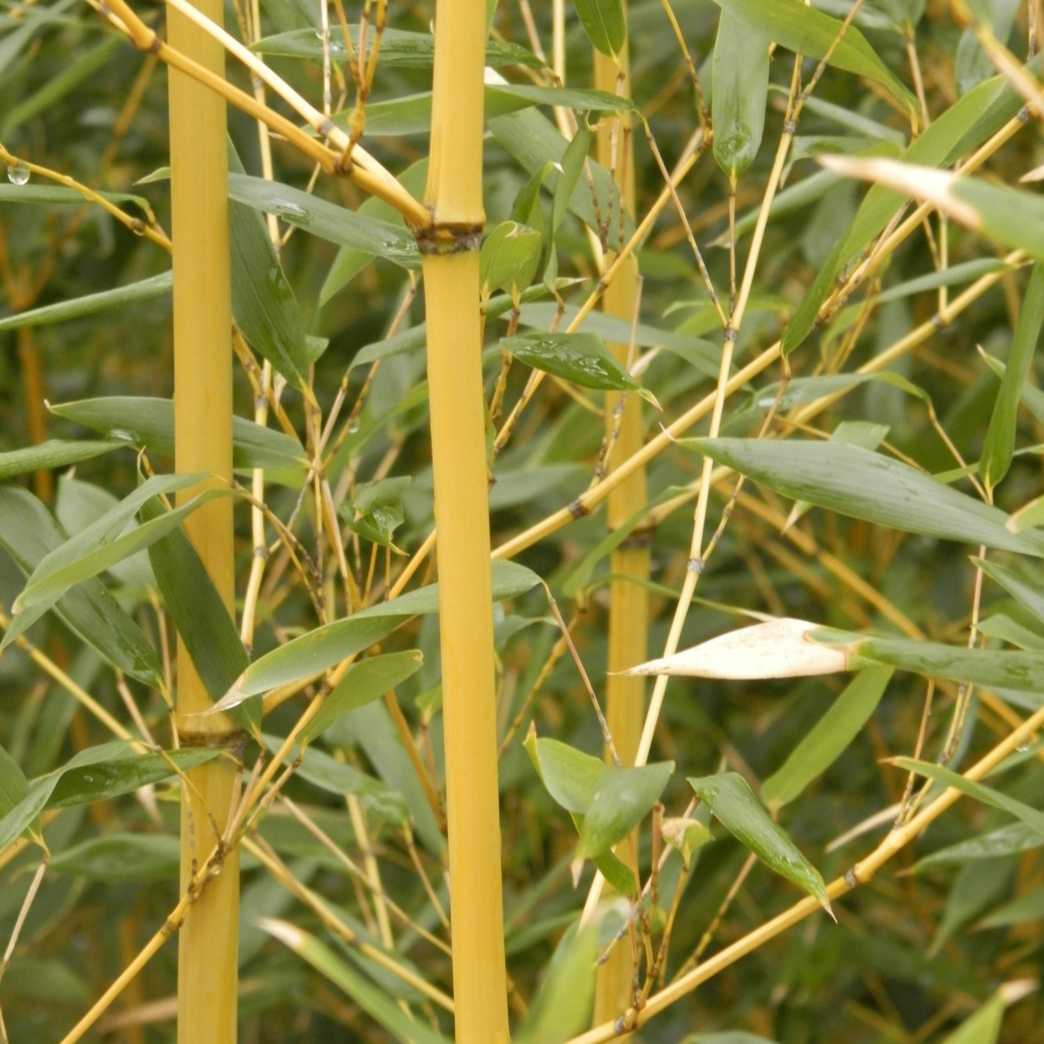 Upclose image of cane and foliage. bright yellow cane with green foliage.