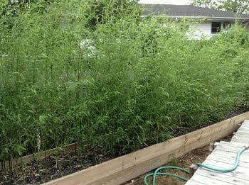 Green, lush bamboo in raised bed. screen.