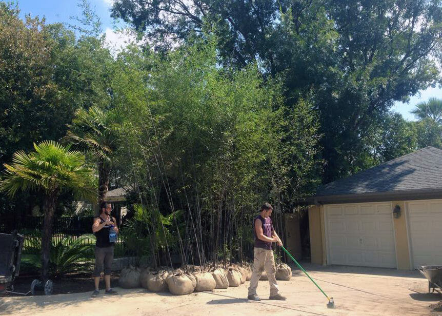 15'-25' Feet Tall Bamboo (30 Gallon)