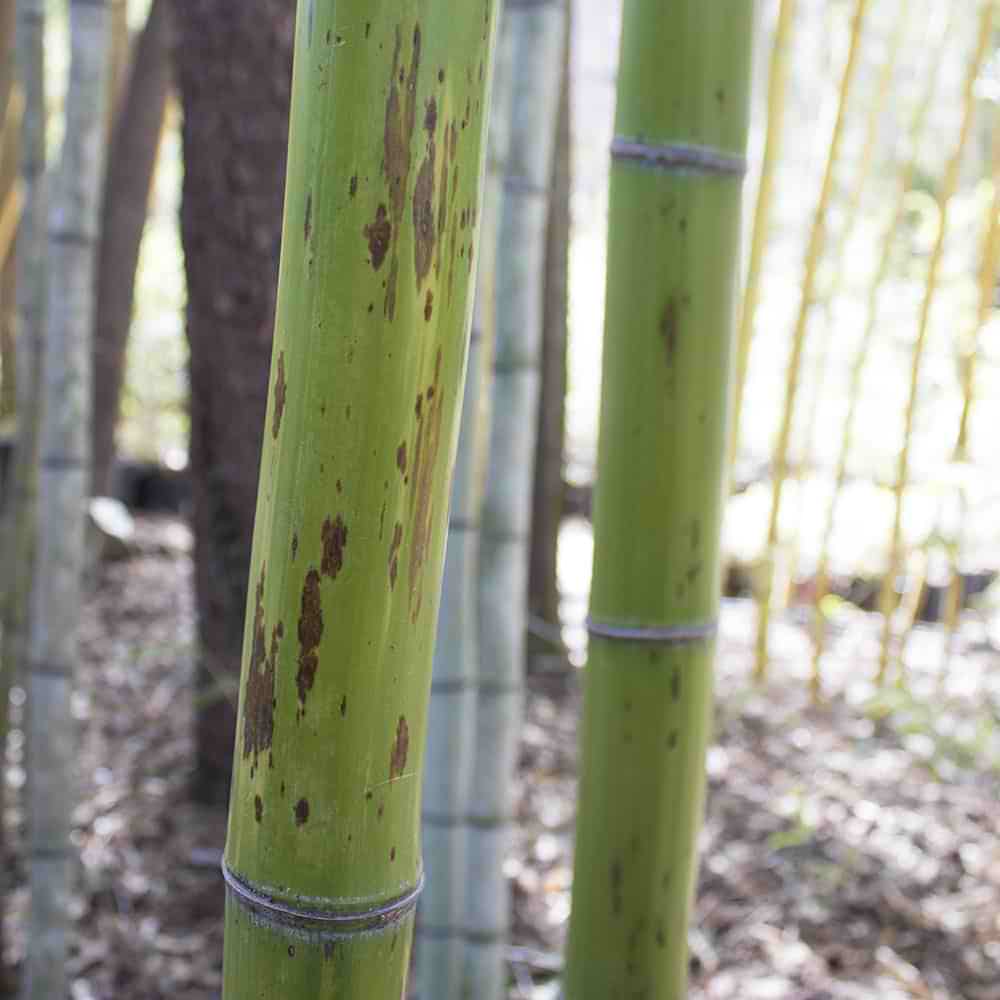 do bamboo plants attract snakes Snake Skin