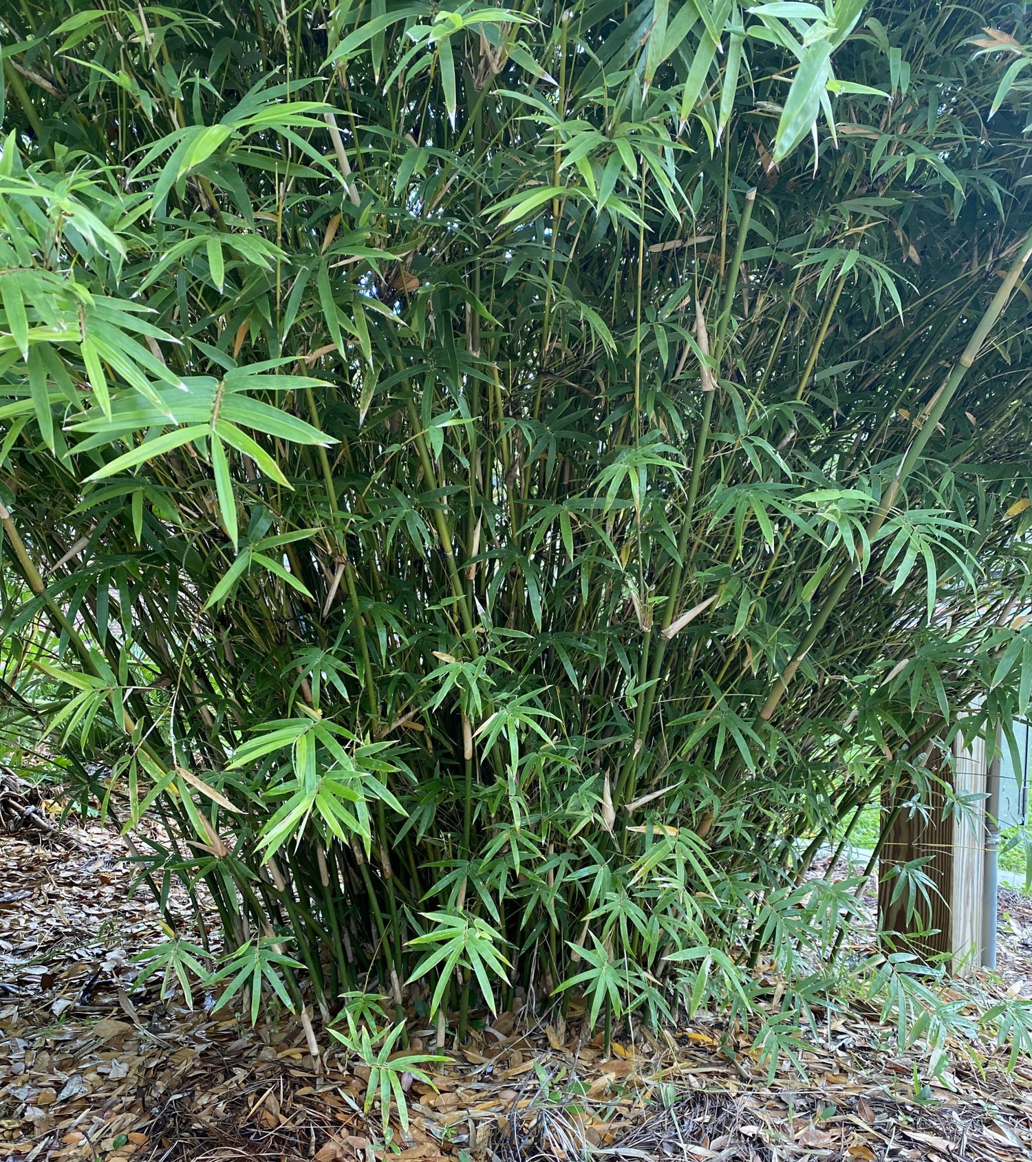 Golden Goddess bamboo canes. clumping. dense. low foliage.