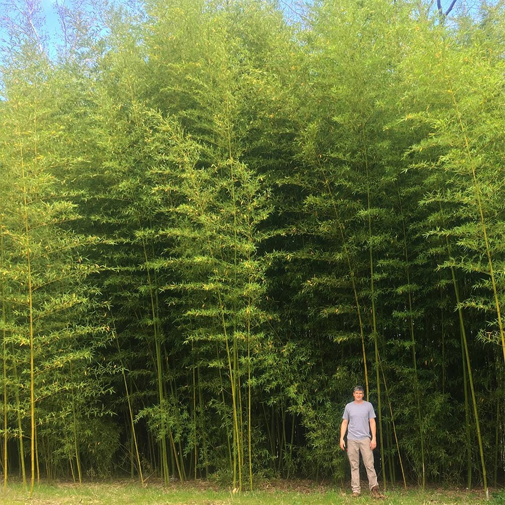 Incense Bamboo