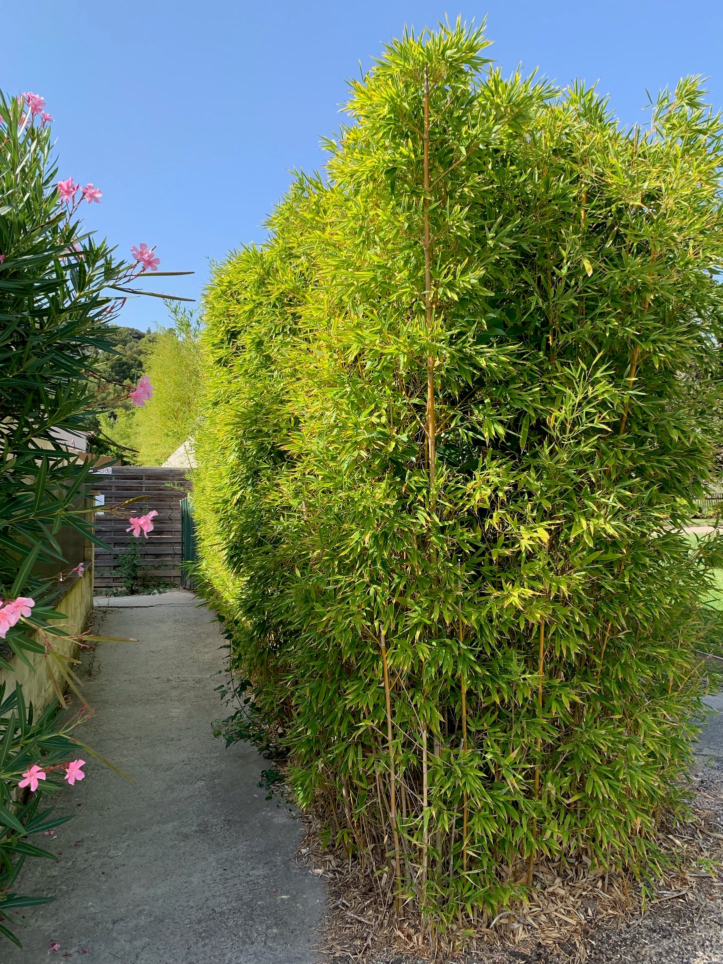 hedge shapped, tall, dense screen,