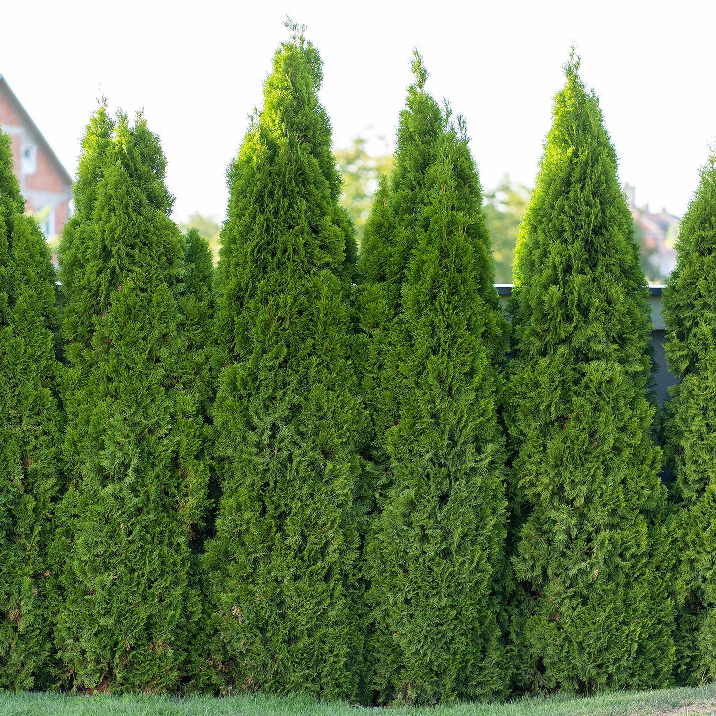 Thuja plicata 'Emerald Giant'