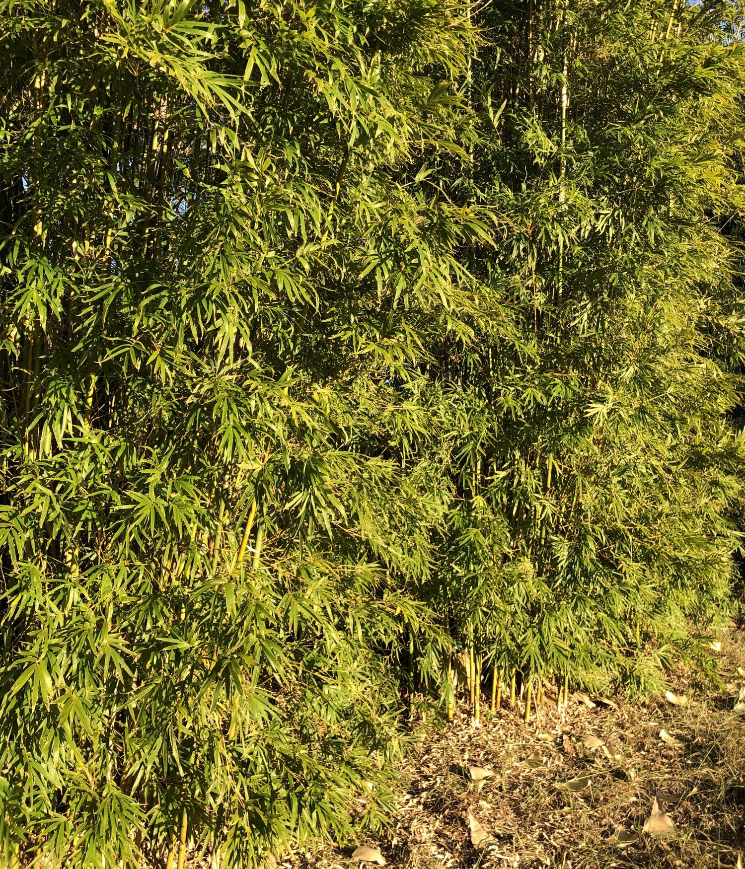 Gracilis wall of foliage