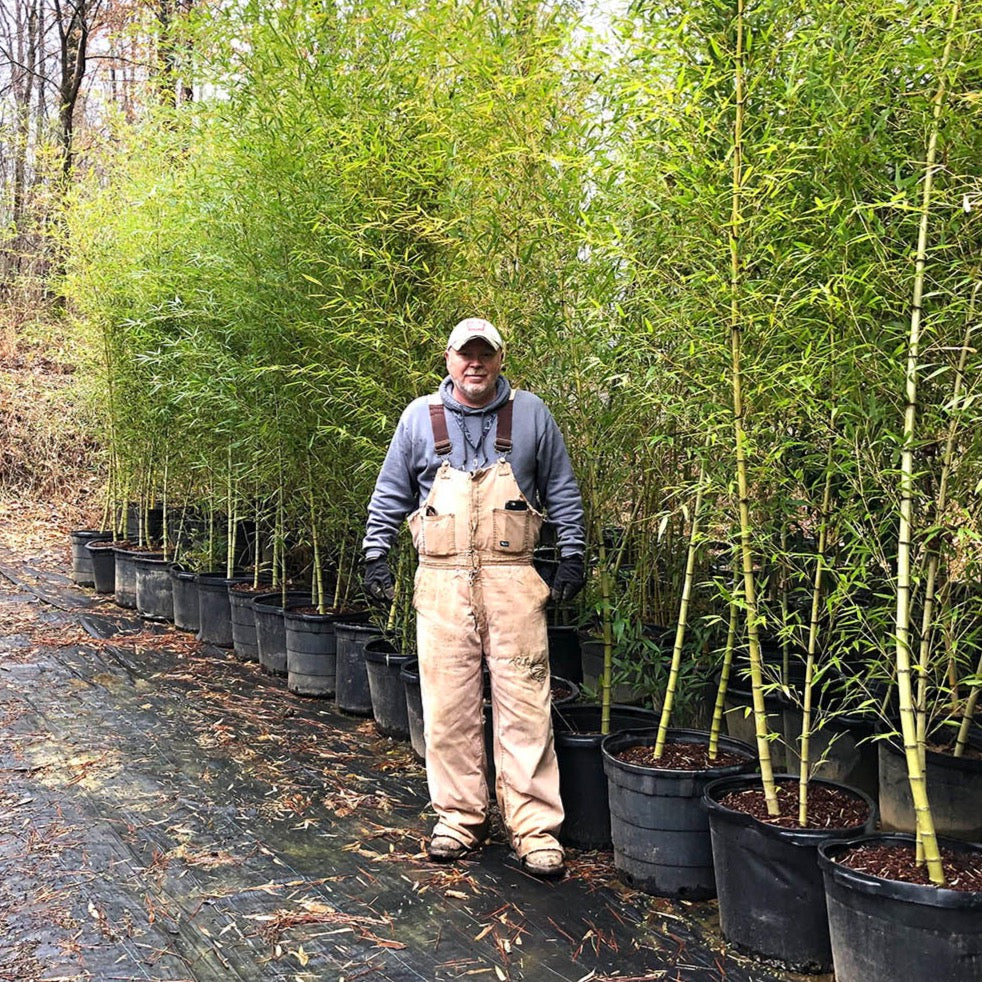 10'-15' Feet Tall Bamboo (15 Gallon)