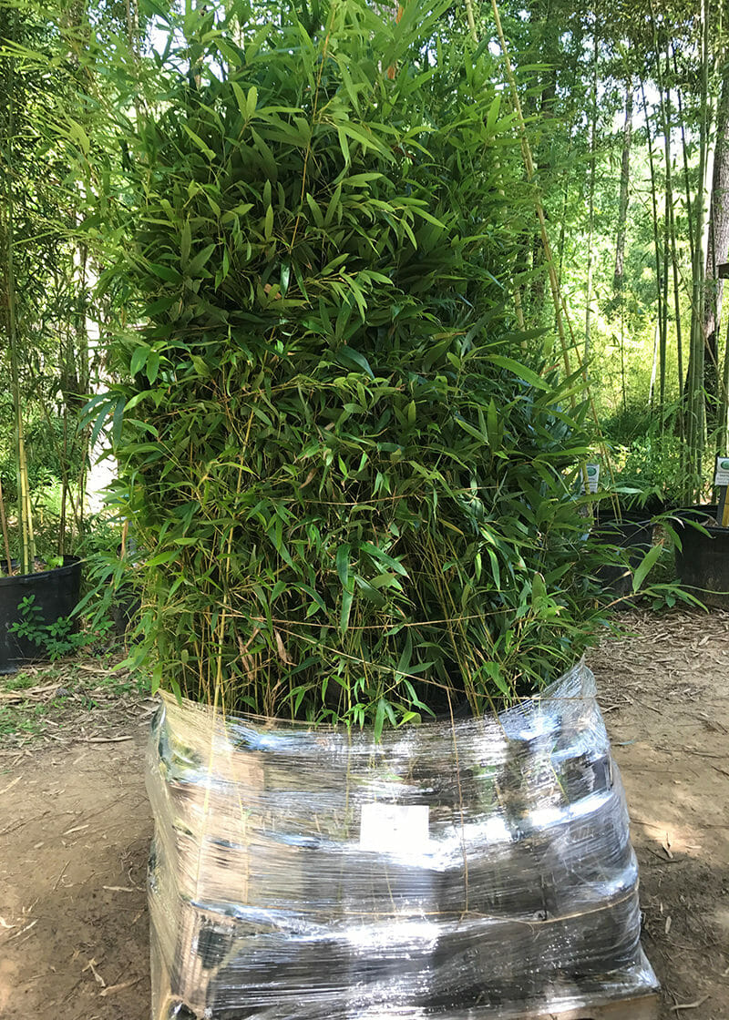 6'-10' Feet Tall Bamboo (3 Gallon)