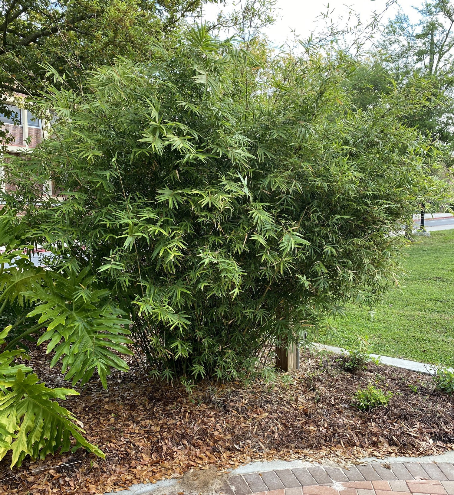 Bambusa Multiplex 'Golden Goddess'. dense screen. medium height. clumping.