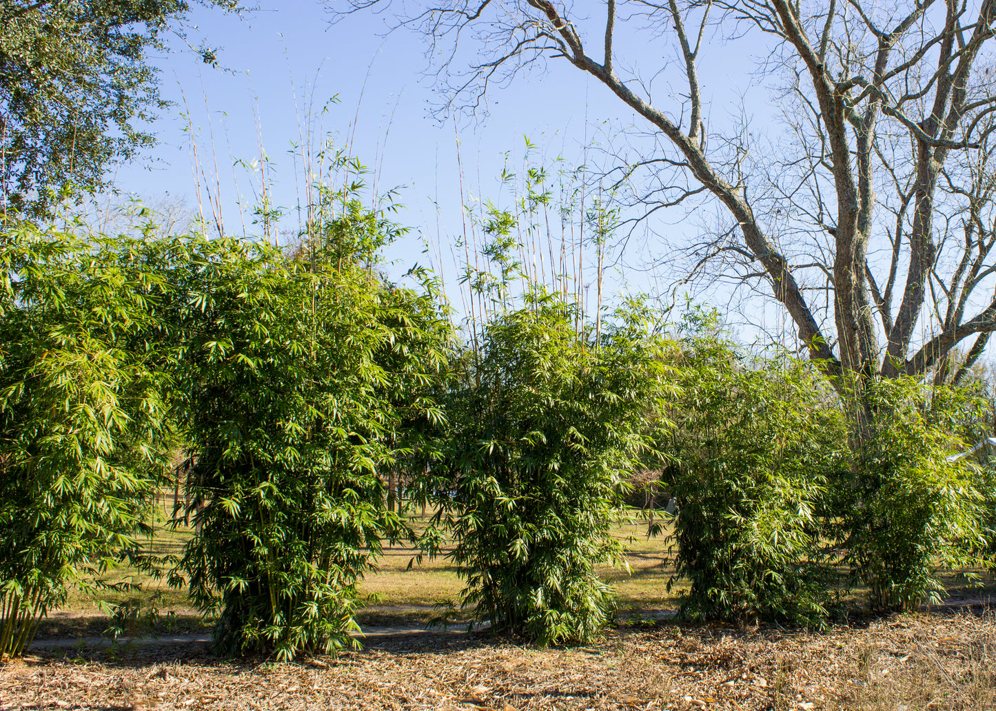 clumping, dense, medium height bamboo screen.