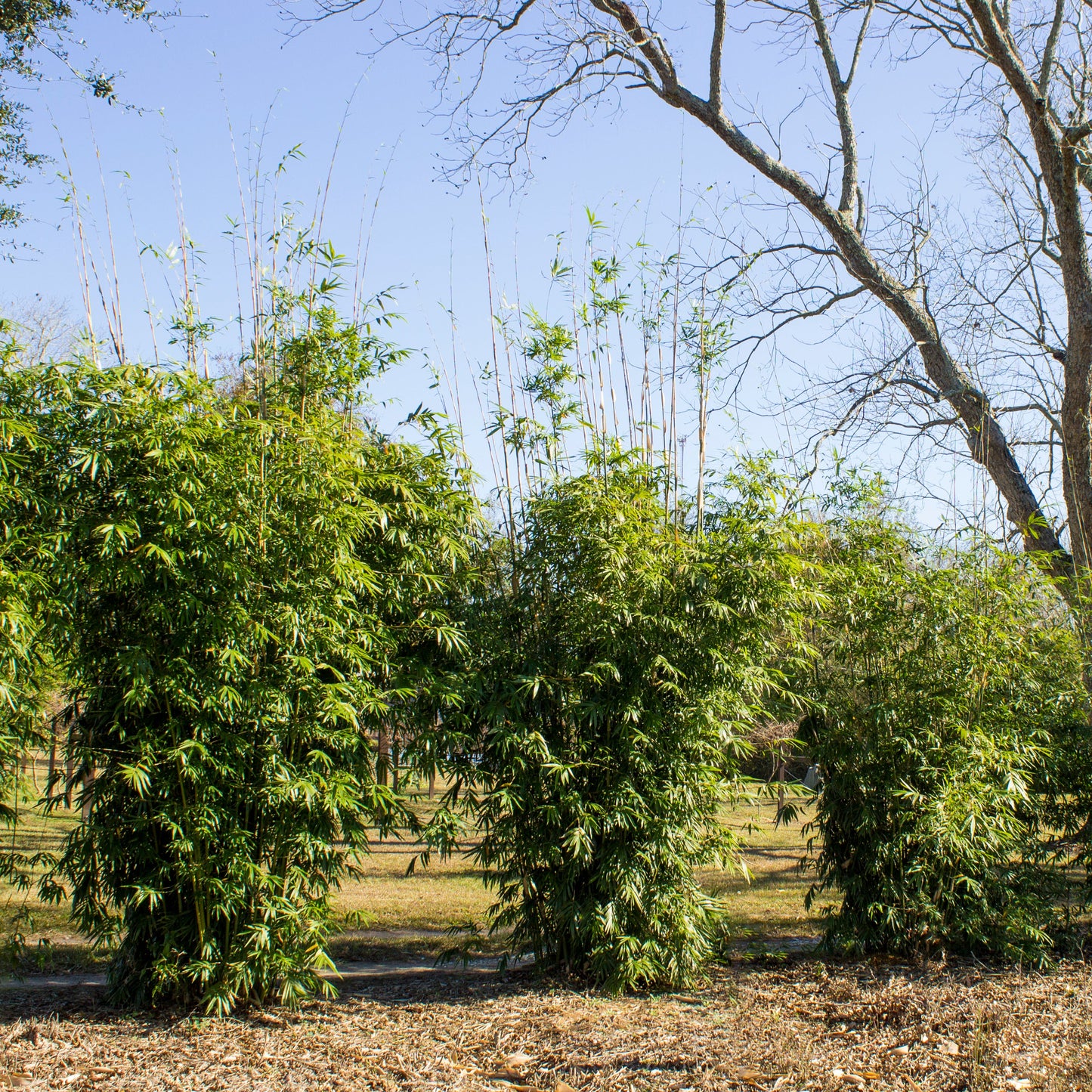 Young privacy screen planting of Golden Goddess. It is a clumping, dense, medium height bamboo screen.