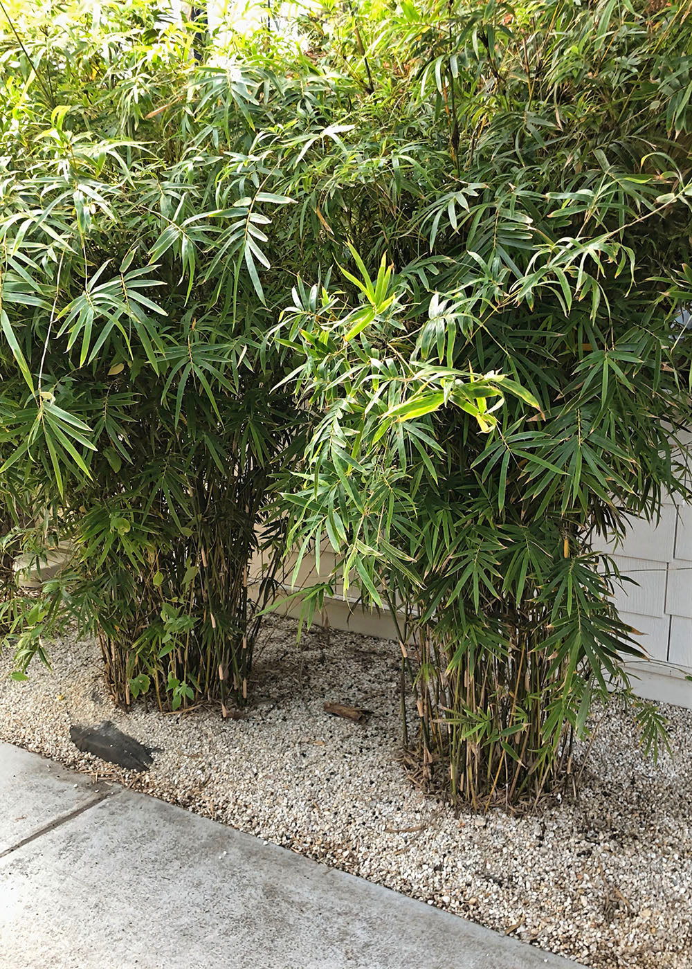 Golden Goddess clumping bamboo in Orange Beach, Alabama. clumping. dense foliage. screening. 