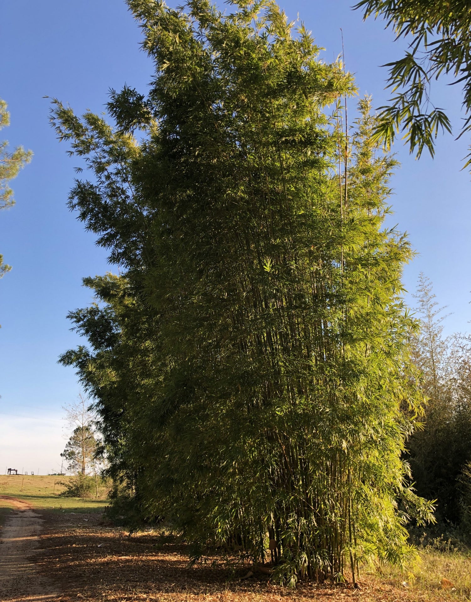 Gracilis is a very vertical bamboo