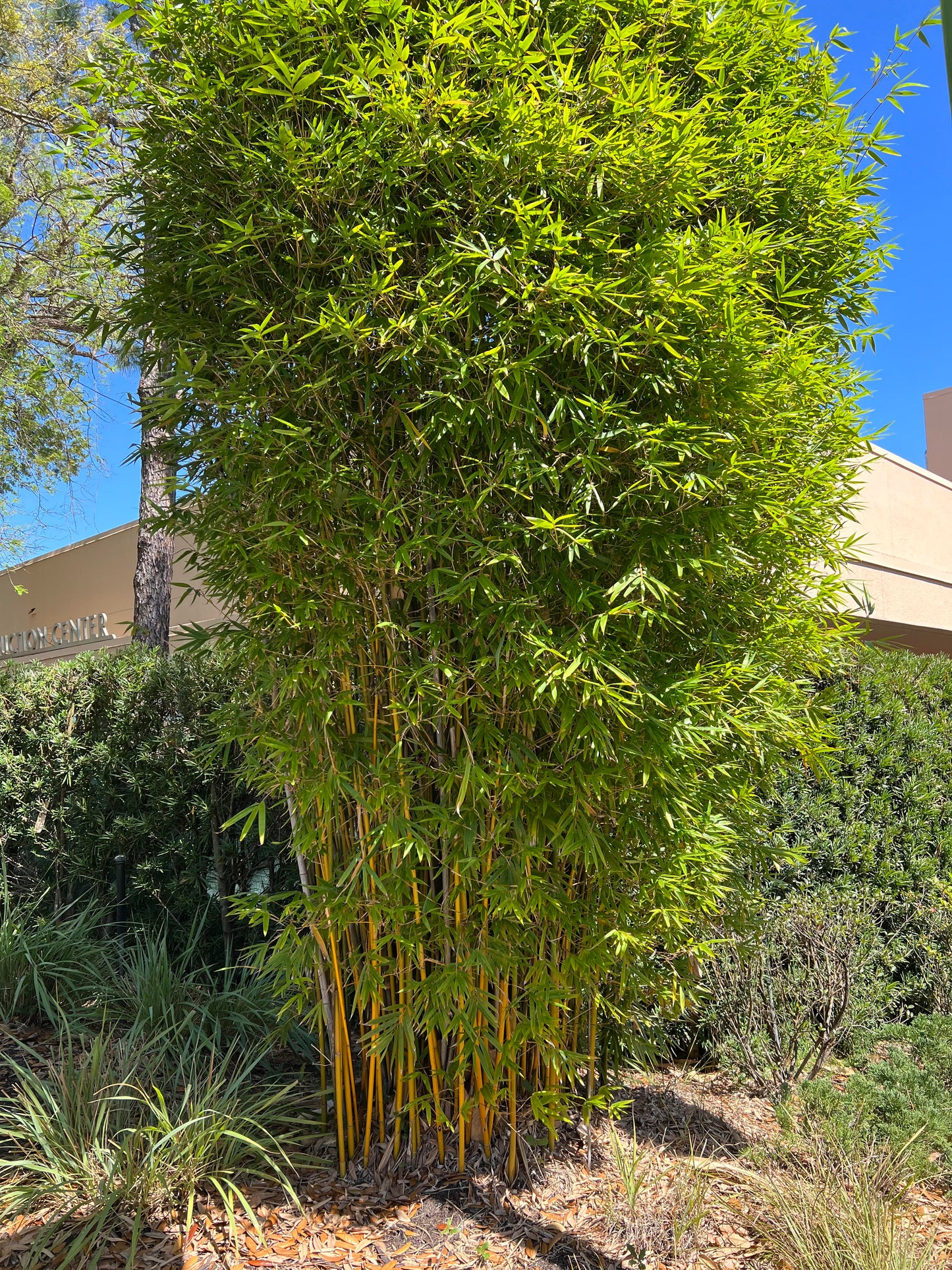 Gracilis Bamboo