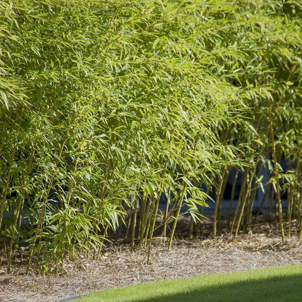 10'-15' Feet Tall Bamboo (15 Gallon)