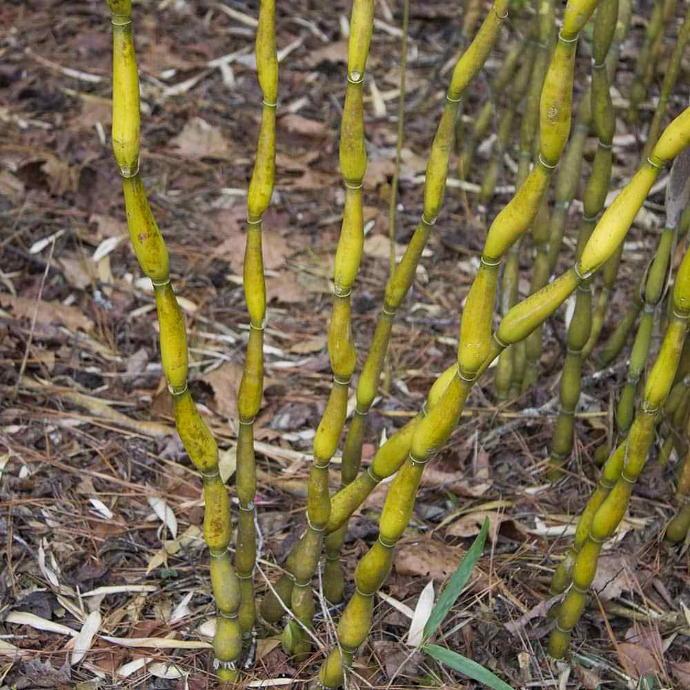 Green onion bamboo canes