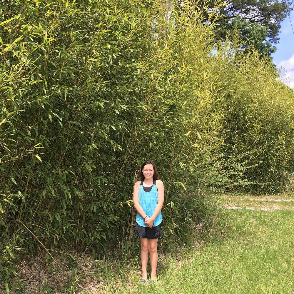 Red Margin grove. Tall, dense screen
