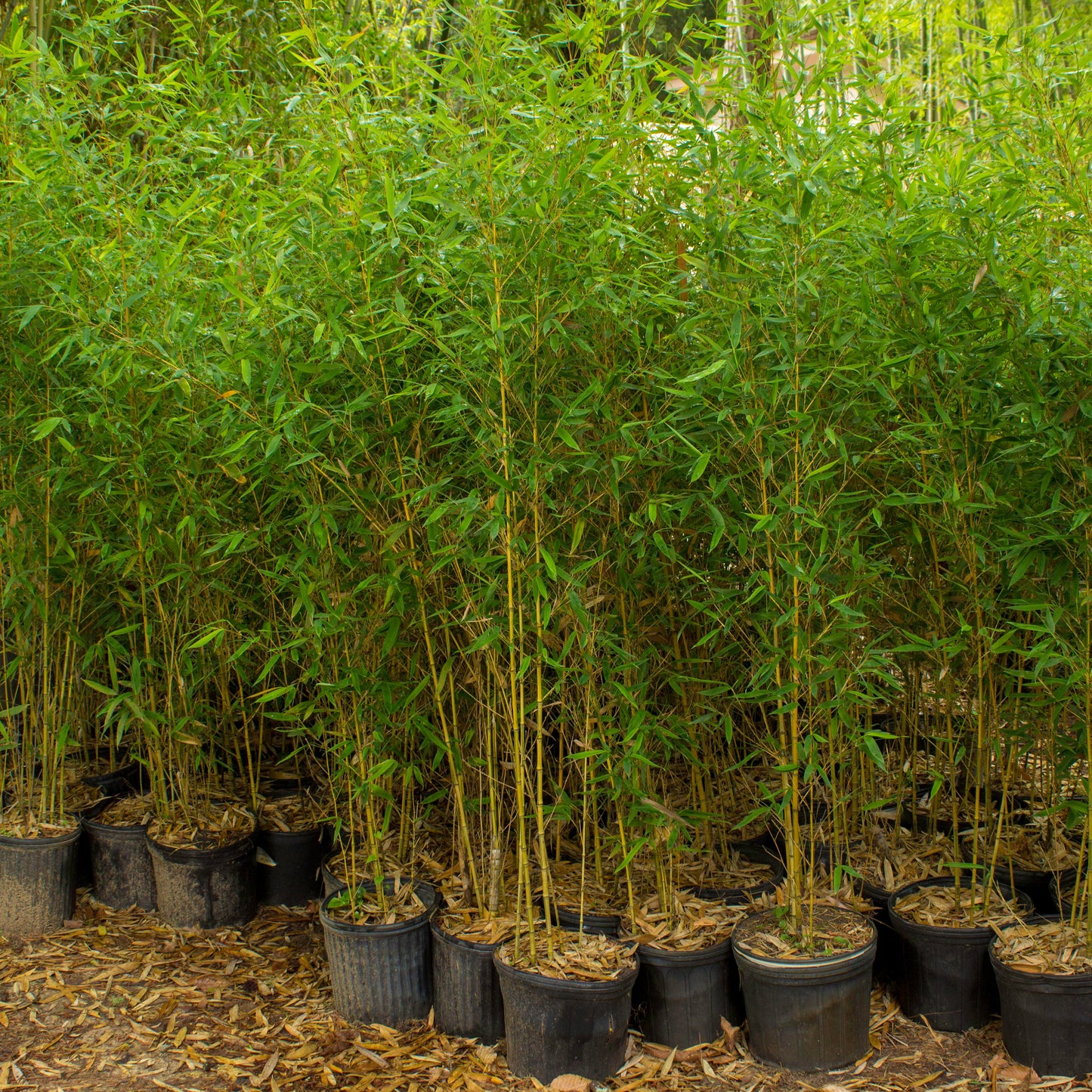 6'-10' Feet Tall Bamboo (3 Gallon)