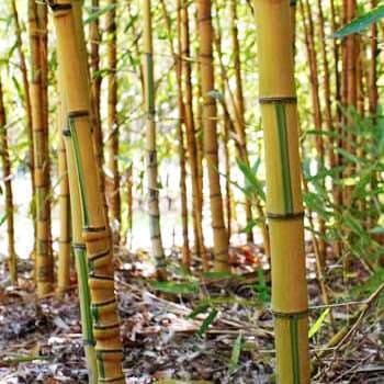 Aurea koi dense grove picture. yellow canes with green variegation.