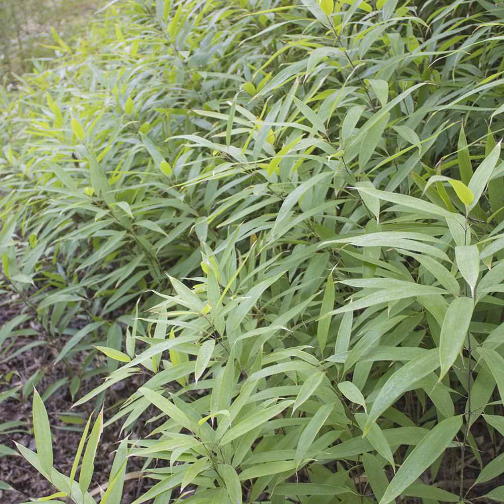 Closeup grove picture of Lancifolia