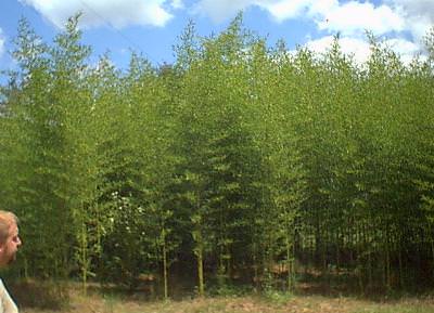 Giant Japanese Timber