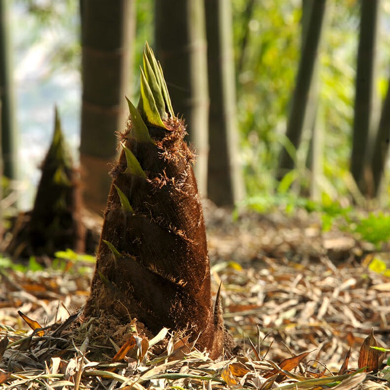 Moso Bamboo Shoot Spring