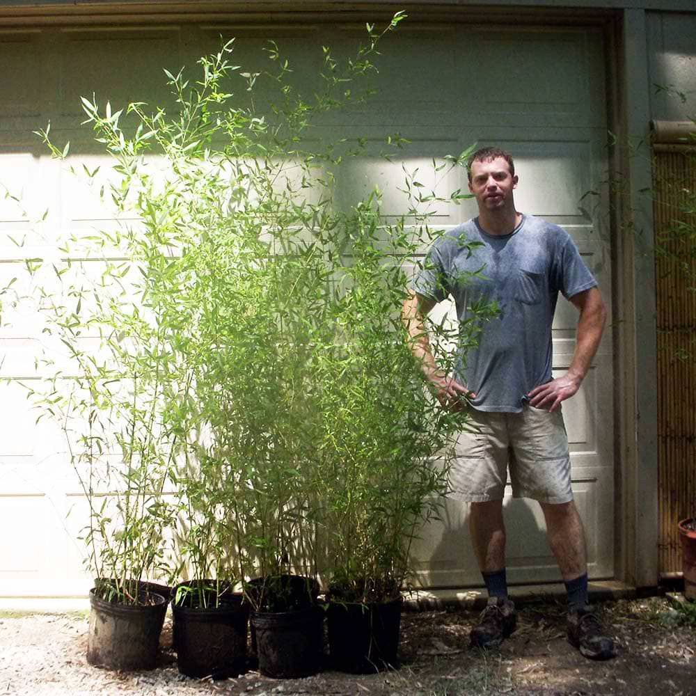 three gallon pots of nuda bamboo