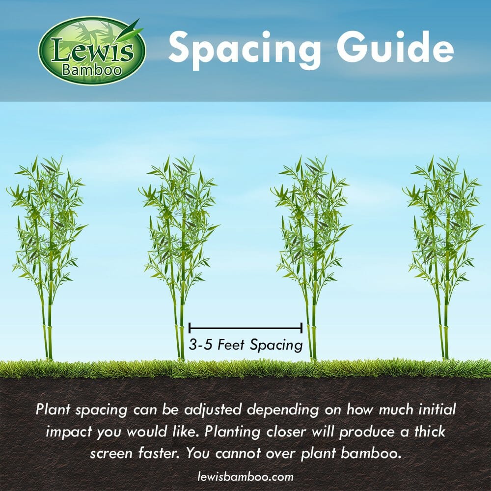 planting distance on screening bamboo